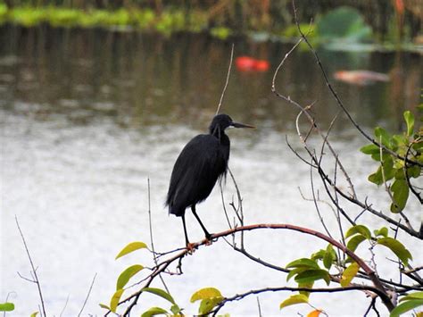 garça-negra (Egretta gularis) | WikiAves - A Enciclopédia das Aves do Brasil