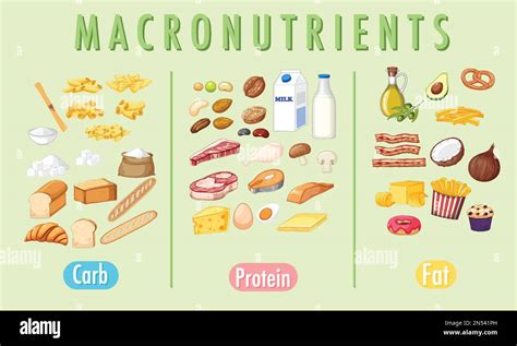 Principales grupos de alimentos macronutrientes ilustración vectorial