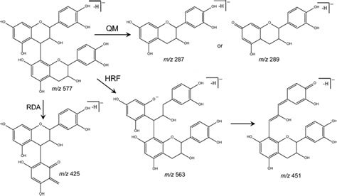 Fragmentation Pathway Of B Type Procyanidin Dimer Showing The Products