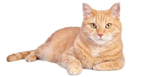 Orange Tabby Cat Fascinating Facts About Orange Cats Orange Tabby