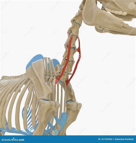 3d Illustration Of Scalenus Posterior Muscles On Xray Musculature 214373404