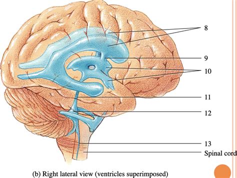 Ventricles Of The Brain And Cerebral Spinal Fluid Right Lateral View