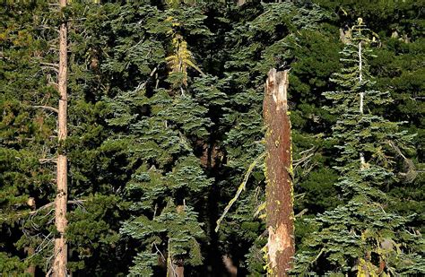 Mixed Conifer Forest Best Seen Large Mostly Abies Magnifica