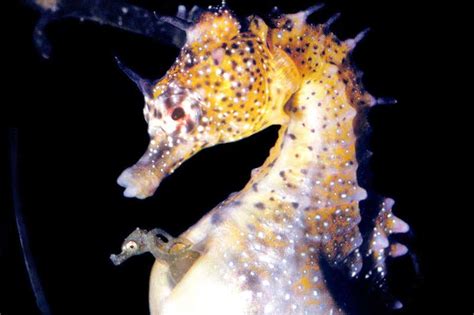 Daddy seahorse caught giving birth may not be that unique | New Scientist