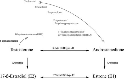 General Conversion Of Inactive Hormonal Precursors Into Active Sex Download Scientific Diagram