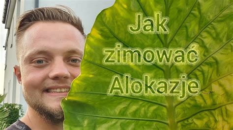 Jak Zimowa Alokazje Czy Musz Mie Szklarnie Youtube