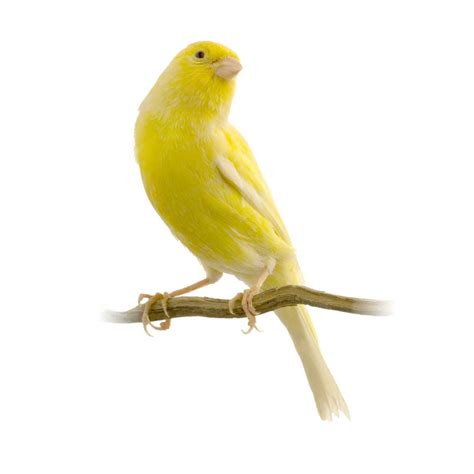 Canary Definition And Meaning Collins English Dictionary