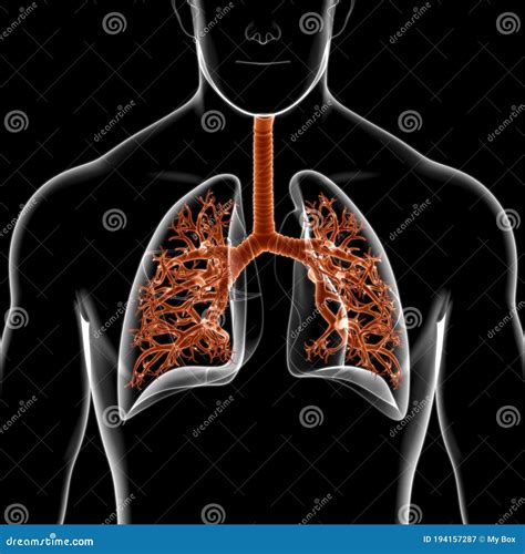 Pulmones Anatom A Del Sistema Respiratorio Humano Para El Concepto