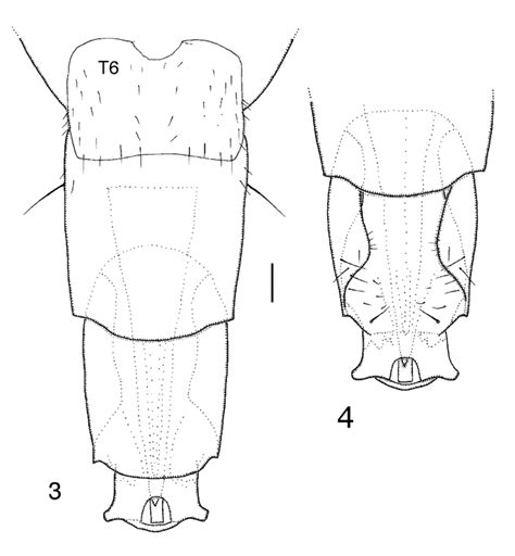 Megaselia Insignicauda Female Terminal Segments Of Abdomen Fig 3