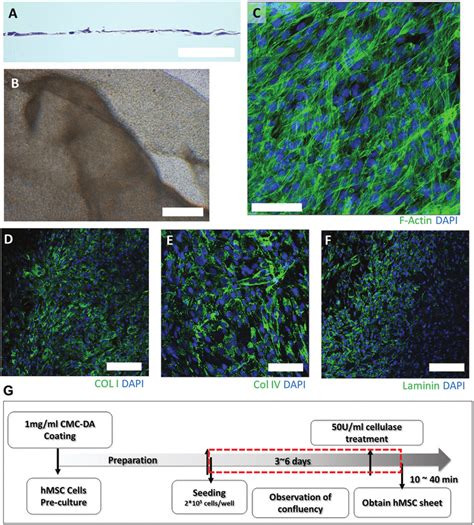 Hmsc Sheet Harvest Using Cellulase A H E Stained Hmsc Sheet After