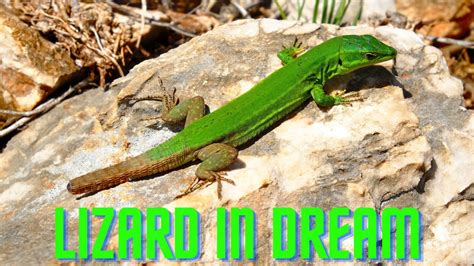 Lizard In Dream - An Expression Of Disappointment And Betrayal