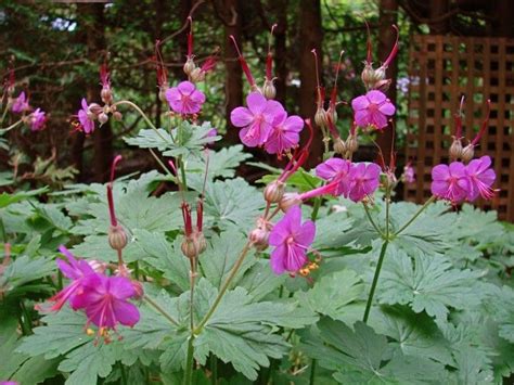 11 Plants That Grow Under Cedar Trees Artofit