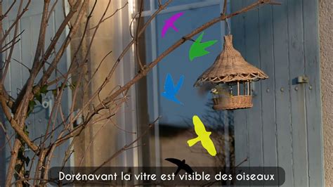 Prot Ger Les Oiseaux Des Vitres Tutoriel Sur Le Dispositif