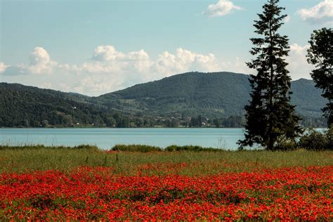 Festa Del Tulipano La Primavera Ros Sulle Sponde Del Lago