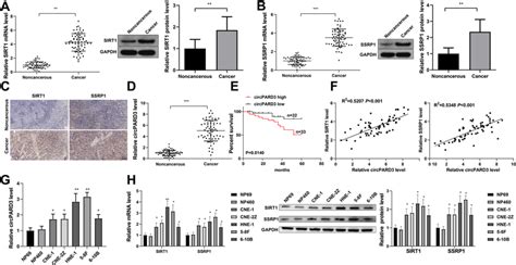 Sirt1 Ssrp1 And Circpard3 Are Highly Expressed In Npc And Npc Cell