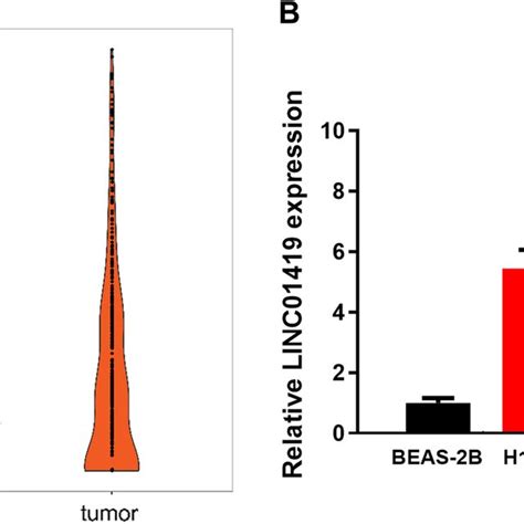 Linc Is Up Regulated In Luad A Expression Analysis Of Linc