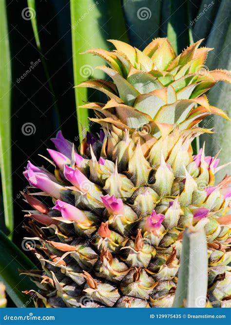 Young Flowering Pineapple Stock Image Image Of Leaves 129975435