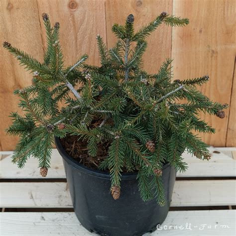 Picea A Pusch 3gal Dwarf Norway Spruce Cornell Farm