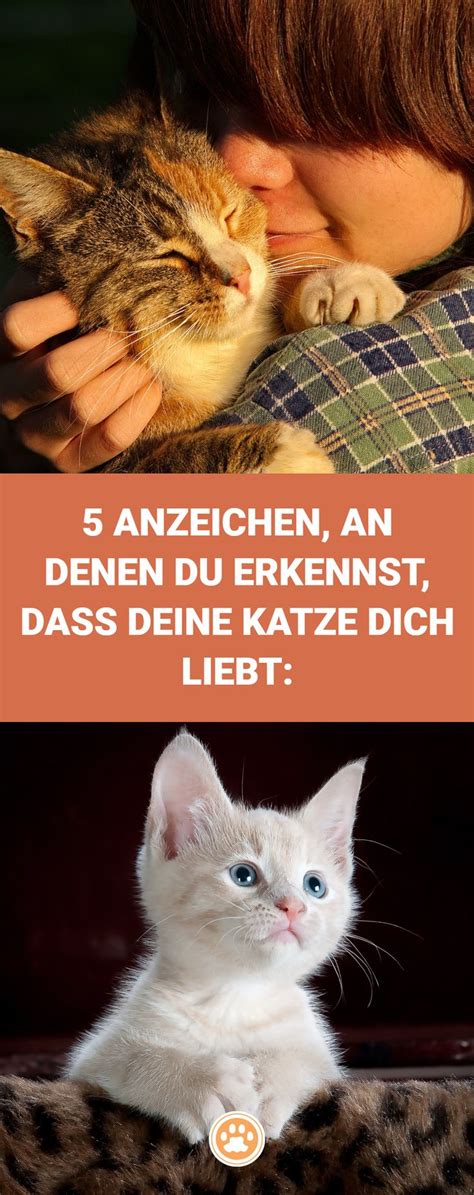 5 Anzeichen An Denen Du Erkennst Dass Deine Katze Dich Liebt Katze