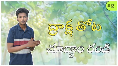 మా ద్రాక్ష తోట చూద్దాం రండి ️ ️ll Grapes Field Vlog ️ Ll Telugu Vlogs