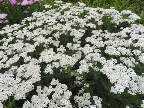 Achillea millefolium New Vintage White řebříček Zahradnictví