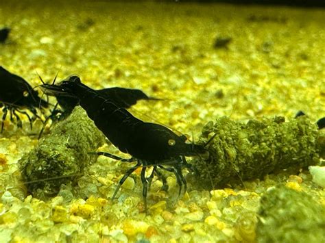 Royal Blue Tiger Shrimp - Stunning Freshwater Invertebrate for Your Aquarium