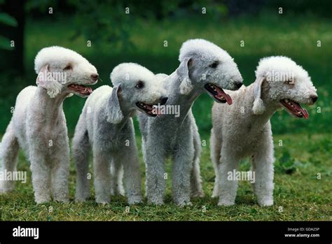 Terrier Group Dogs Hi Res Stock Photography And Images Alamy