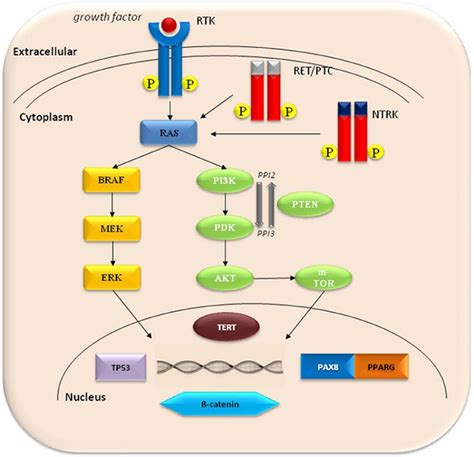 Papillary Thyroid Cancer Creative Diagnostics