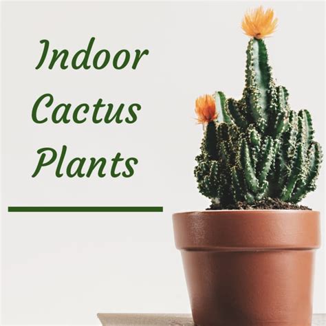 7 Types Of Indoor Cactus Plants Dengarden