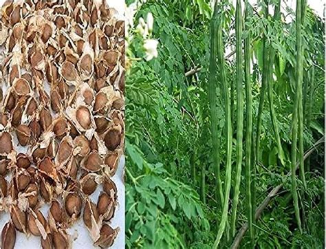 Aywal Drumstick Sajna Moringa Oleifera High Yielding Dwarf Variety