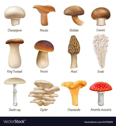 Realistic Mushrooms Edible And Inedible Mushroom Plants Natural