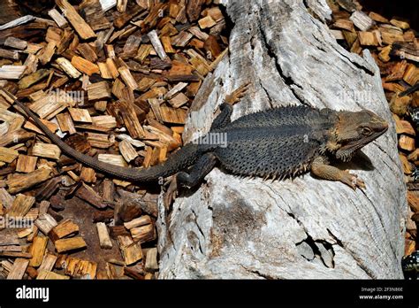 Australia, bearded dragon, in Australia used as pet Stock Photo - Alamy