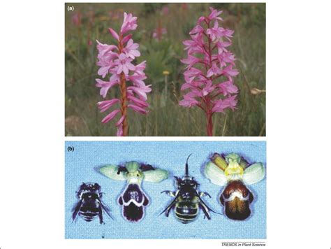 Molecular Mechanisms Of Floral Mimicry In Orchids Trends In Plant Science