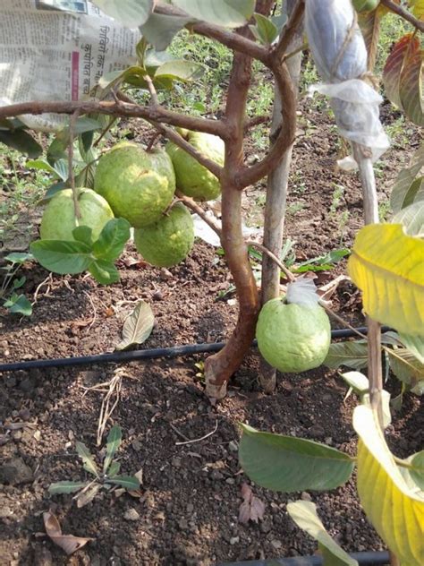 Is training and pruning in guava fruit plantation a must to produce ...