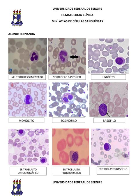 Mini Atlas De C Lulas Sangu Neas Esquemas Y Mapas Conceptuales Hematolog A