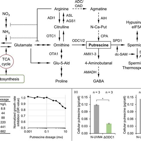 Investigating Putrescine Metabolism In Chlamydomonas Reinhardtii A