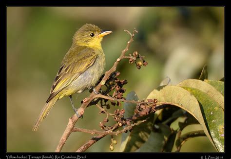 Yellow-backed Tanager (female), Rio Cristalino, Brazil © Janet Zinn 2015