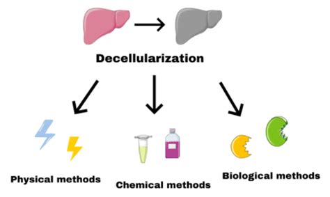 Tissue Decellularization Methods