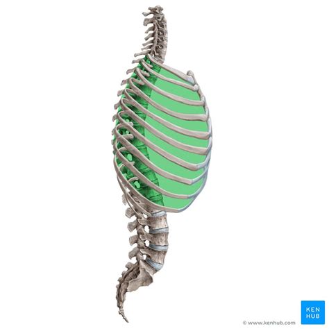 Intercostal Spaces Anatomy Contents And Boundaries Kenhub