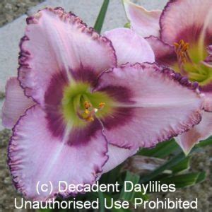 Creative Edge Decadent Daylilies Australia