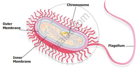 Draw A Neat Labelled Diagram Of A Prokaryotic Cell Science Shaalaa