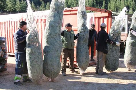 Els Cultivadors D Arbres De Nadal Es Mostren Preocupats Per L Impacte