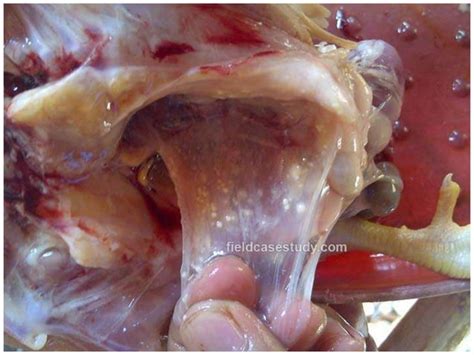 Aspergillosis In Birds Poultry Diseases Symptoms Respiratory Diseases