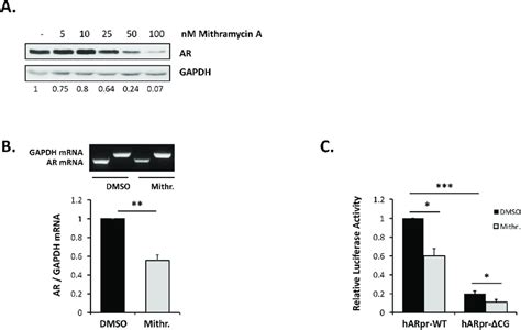 Effect Of Mithramycin A On Ar Mrna And Protein Expression Lncap Cells