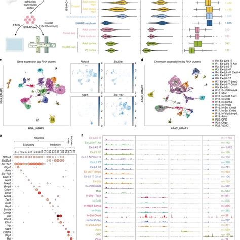 Simultaneous Investigation Of Chromatin Accessibility And Gene