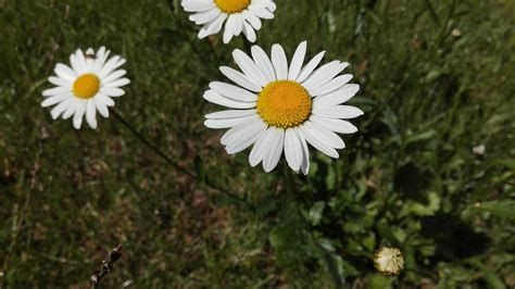 This Daisy Bloom Secret Could Change Everything – Are You Ready? - 9ullb7h