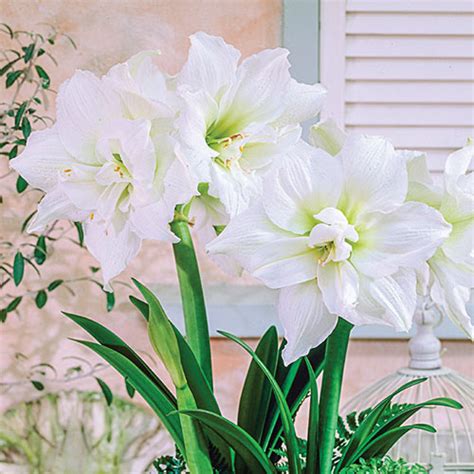 Double Amaryllis White Nymph Hippeastrum K Van Bourgondien