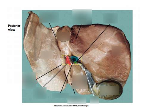 Liver Diagram Quizlet