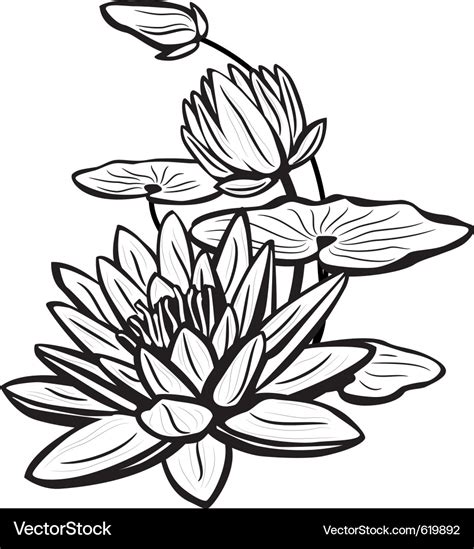 Sketch Of Lotus Flowers Royalty Free Vector Image