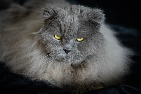 Internet Left in Stitches As Cat Hilariously Copies Vet Poster Pose ...